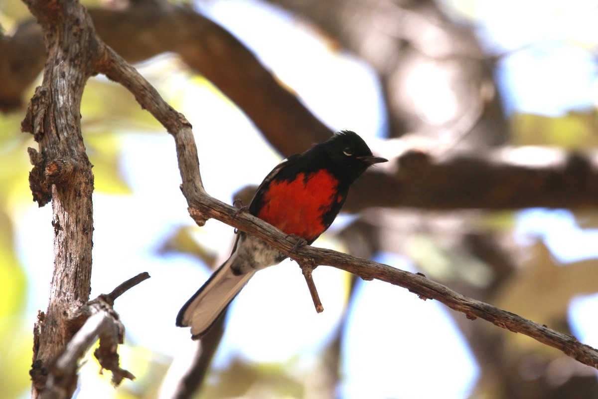 Painted Redstart - Jesse Pline