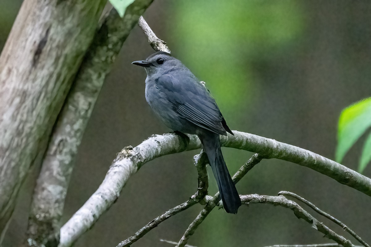Gray Catbird - Shori Velles