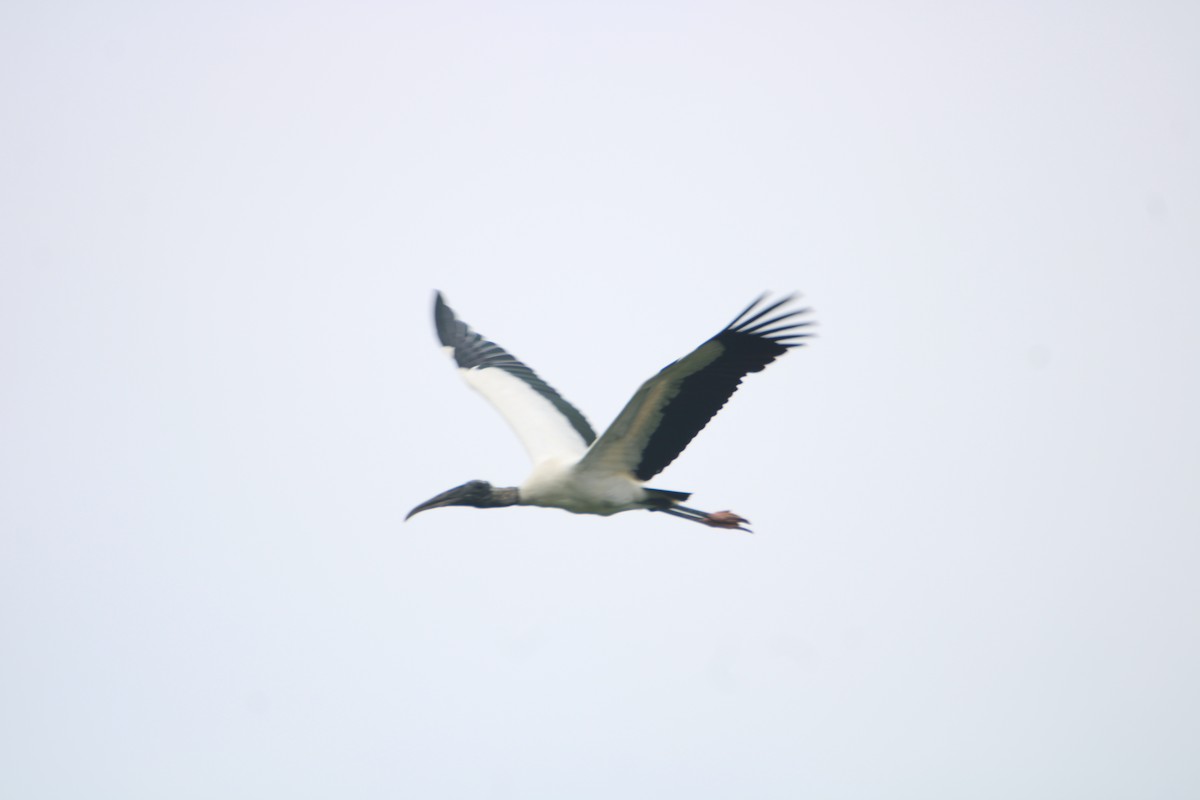 Wood Stork - Ryan Giordanelli