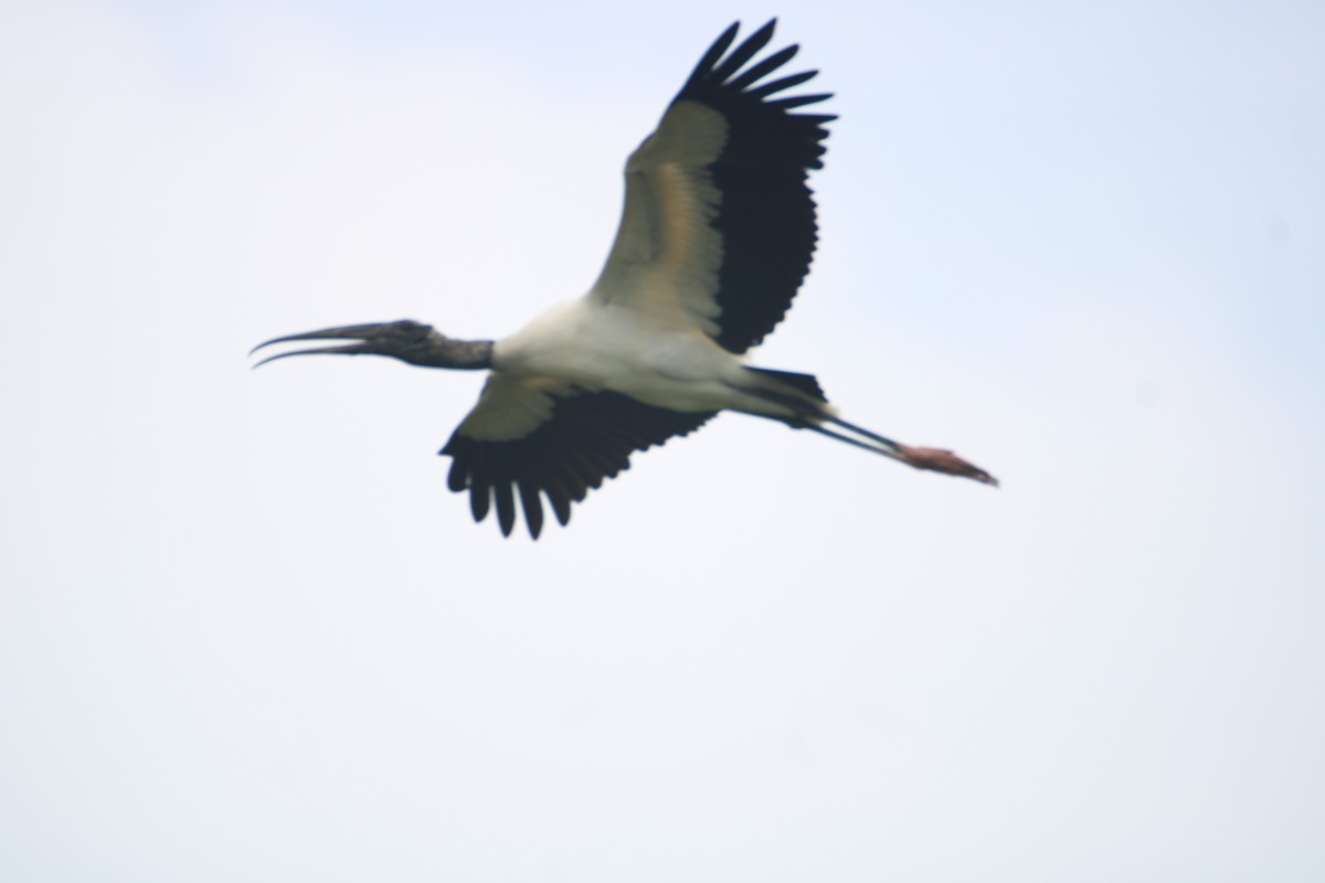 Wood Stork - Ryan Giordanelli