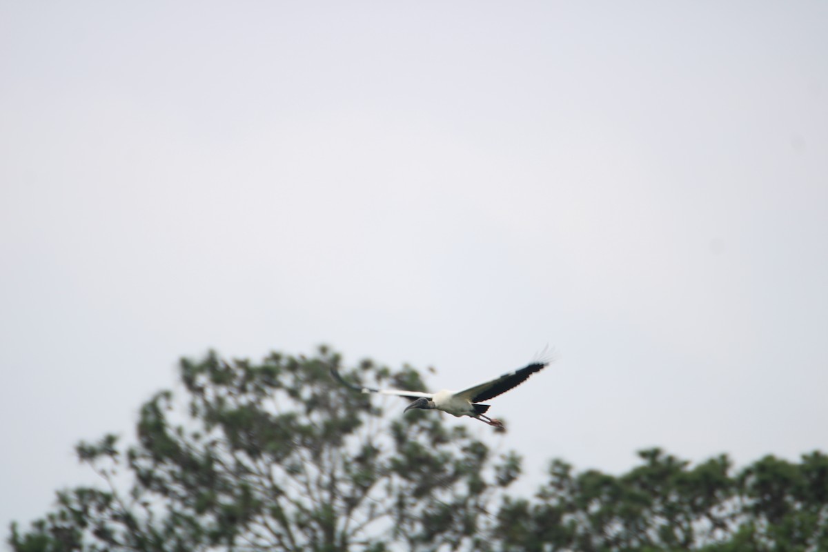 Wood Stork - ML619600700