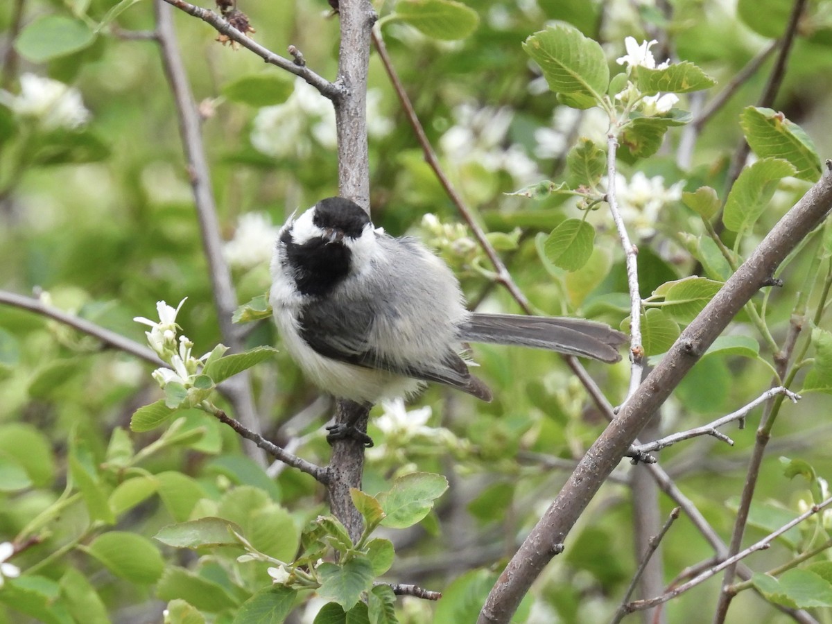 Black-capped Chickadee - Susan Ringoen