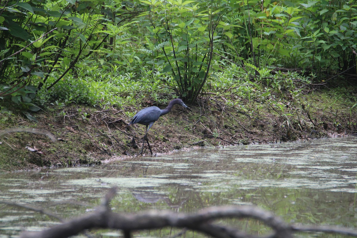 Little Blue Heron - Ryan Giordanelli