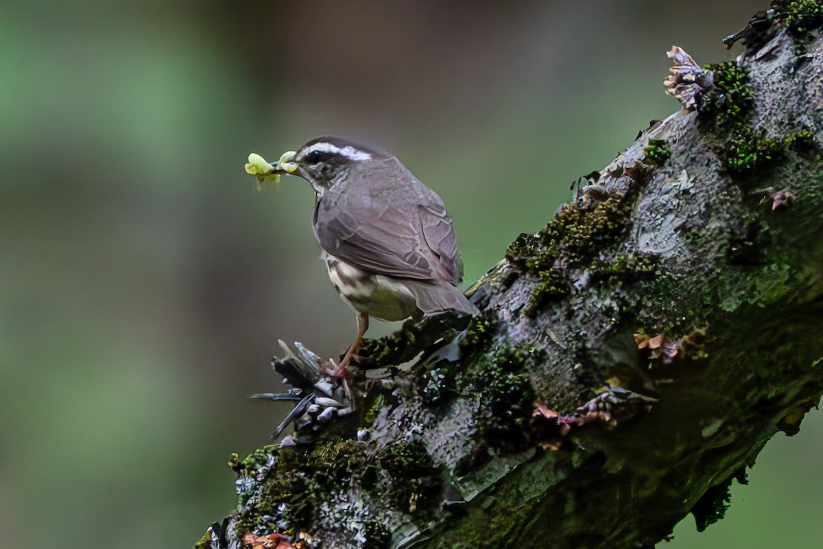 Louisiana Waterthrush - Shori Velles