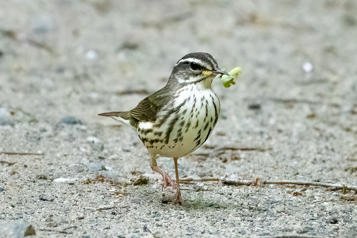 Louisiana Waterthrush - Shori Velles