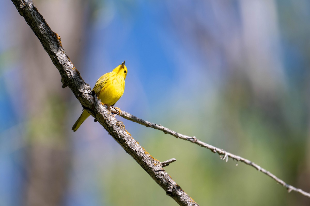 Yellow Warbler - Kevin Talbert