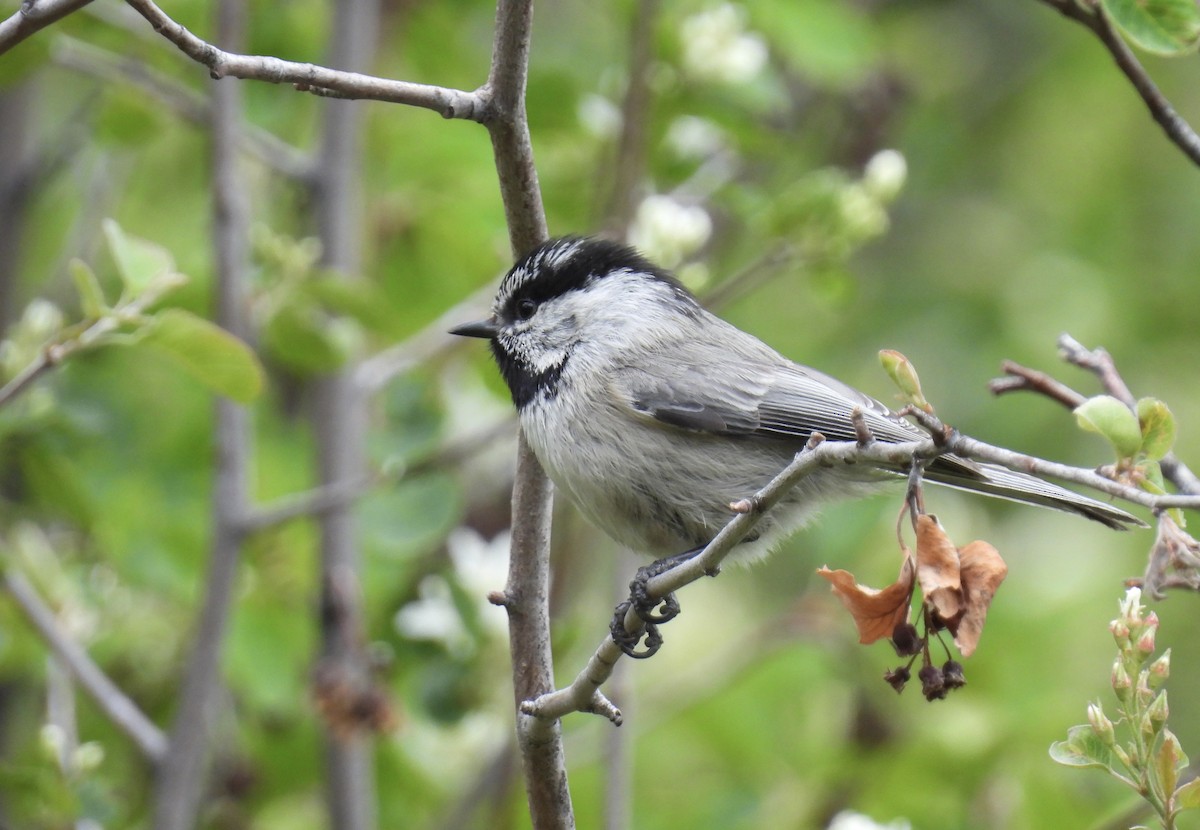 Mountain Chickadee - Susan Ringoen