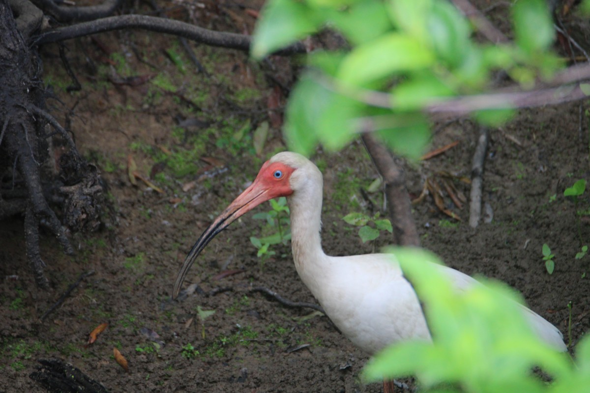 White Ibis - Ryan Giordanelli