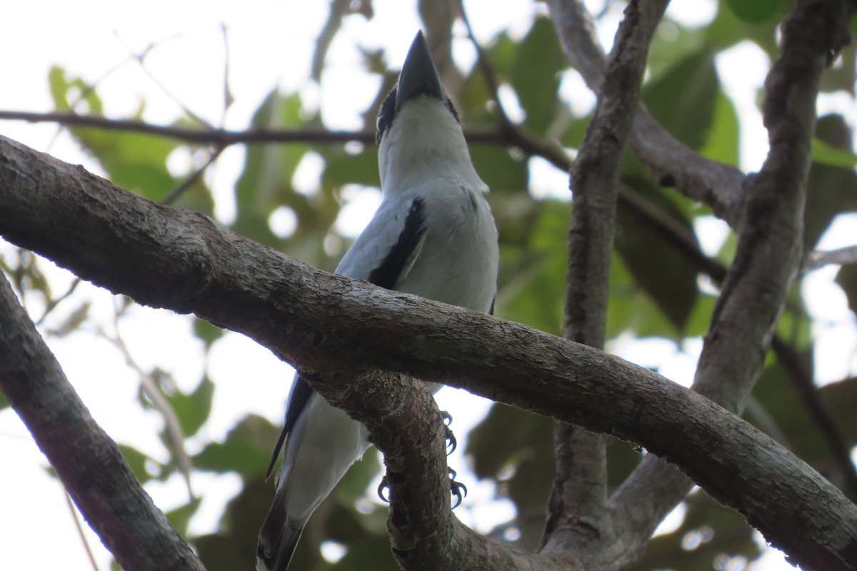 Black-crowned Tityra - David Brinkman