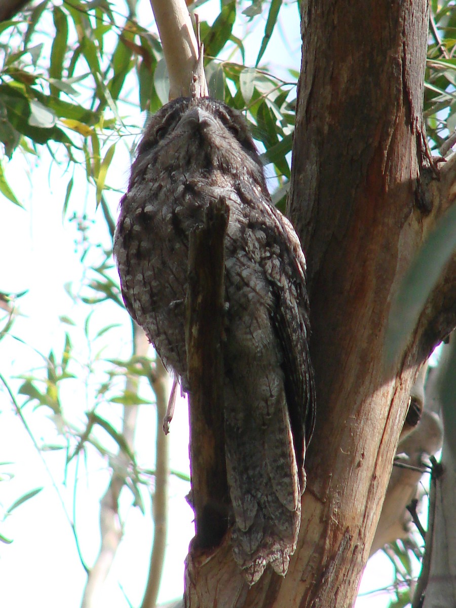 Tawny Frogmouth - Andrew Bishop