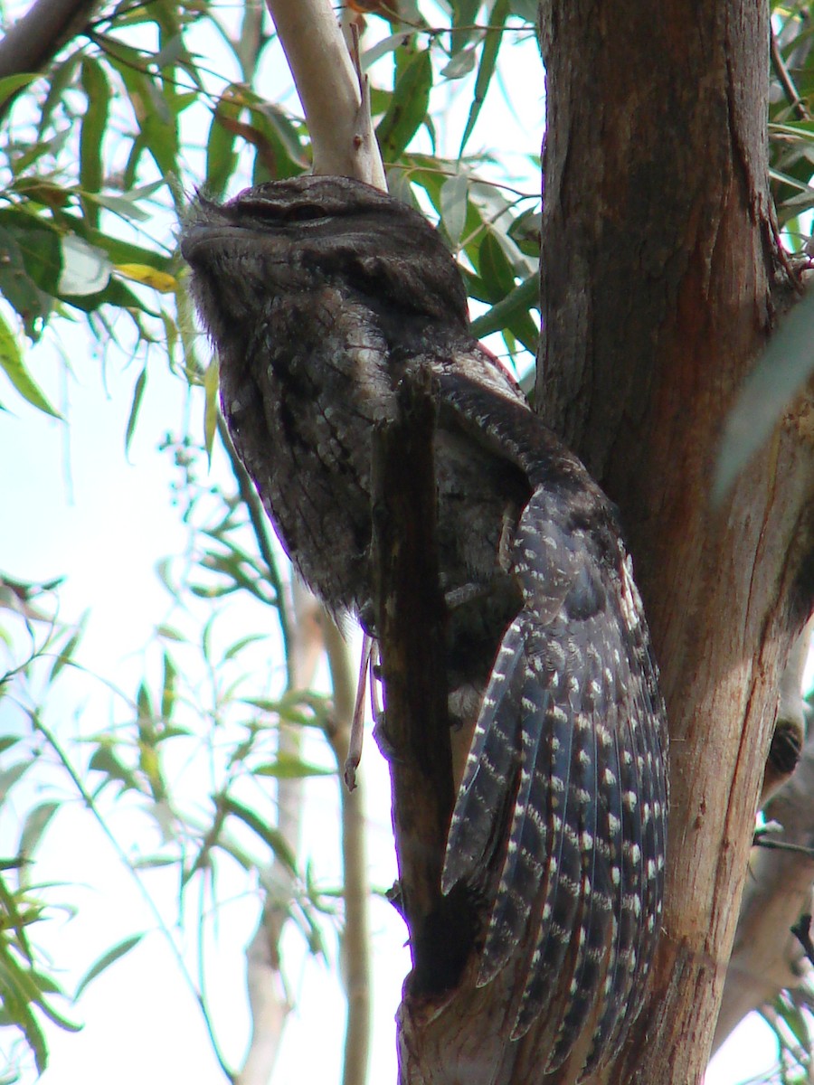 Tawny Frogmouth - Andrew Bishop