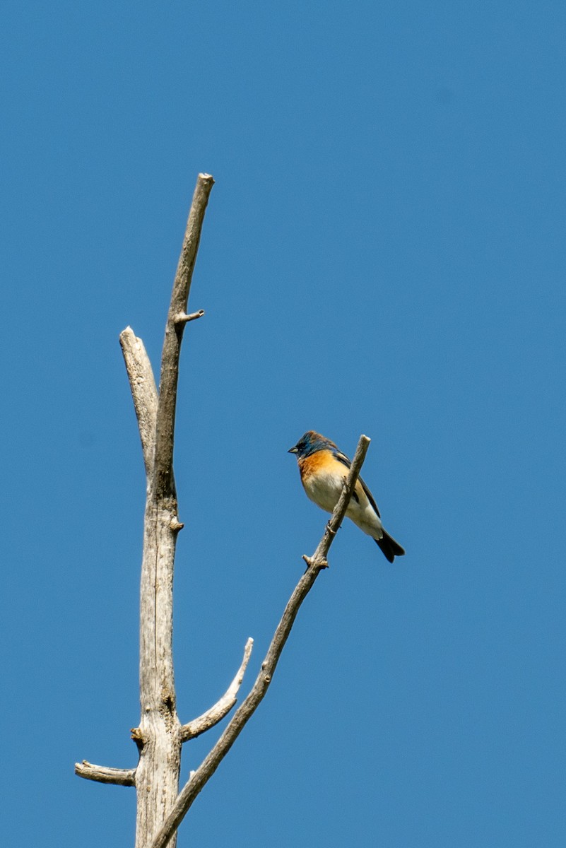 Lazuli Bunting - Kevin Talbert