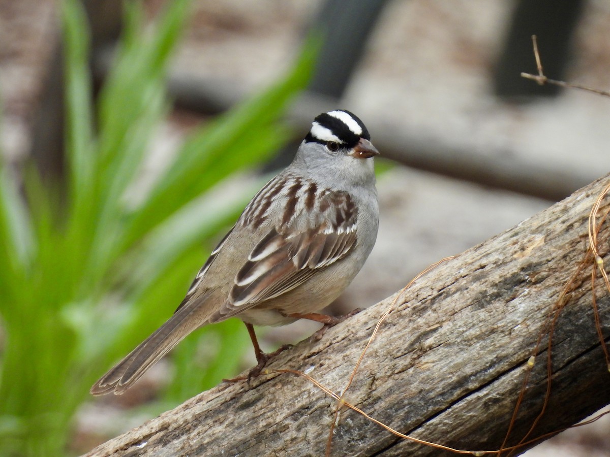 White-crowned Sparrow - Susan Ringoen