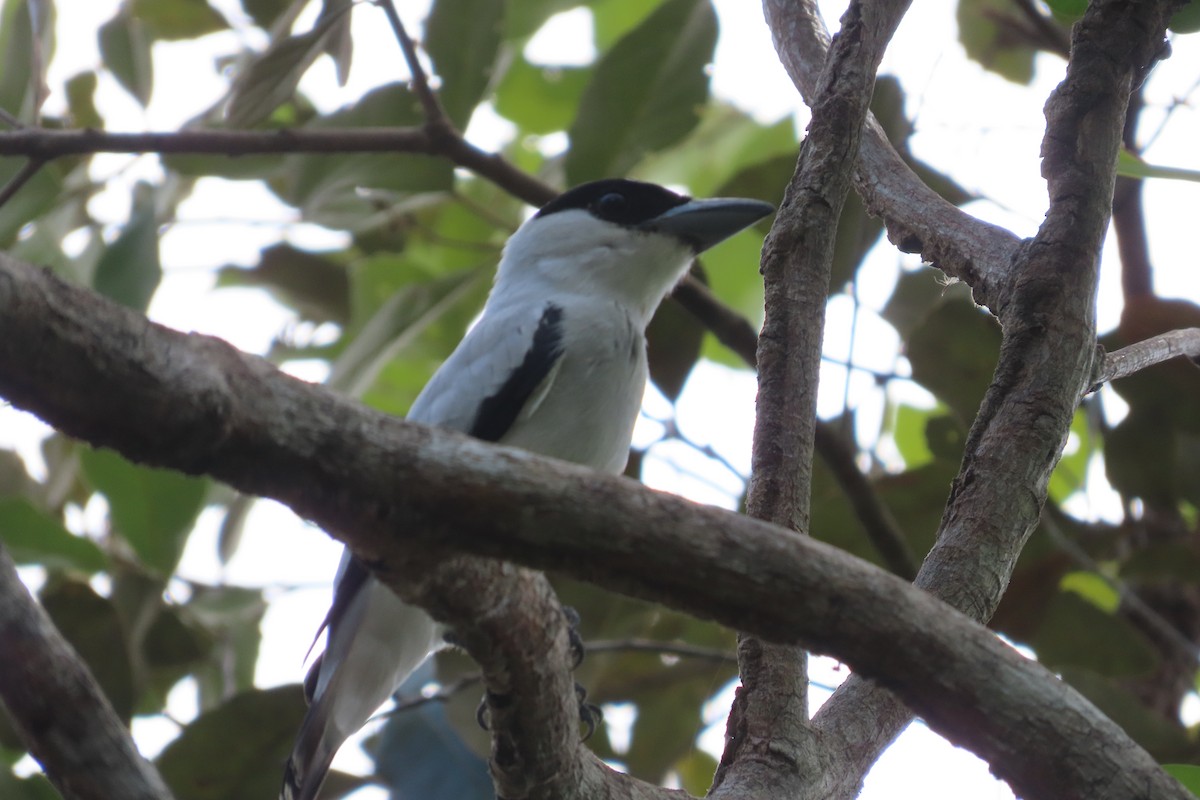 Black-crowned Tityra - David Brinkman