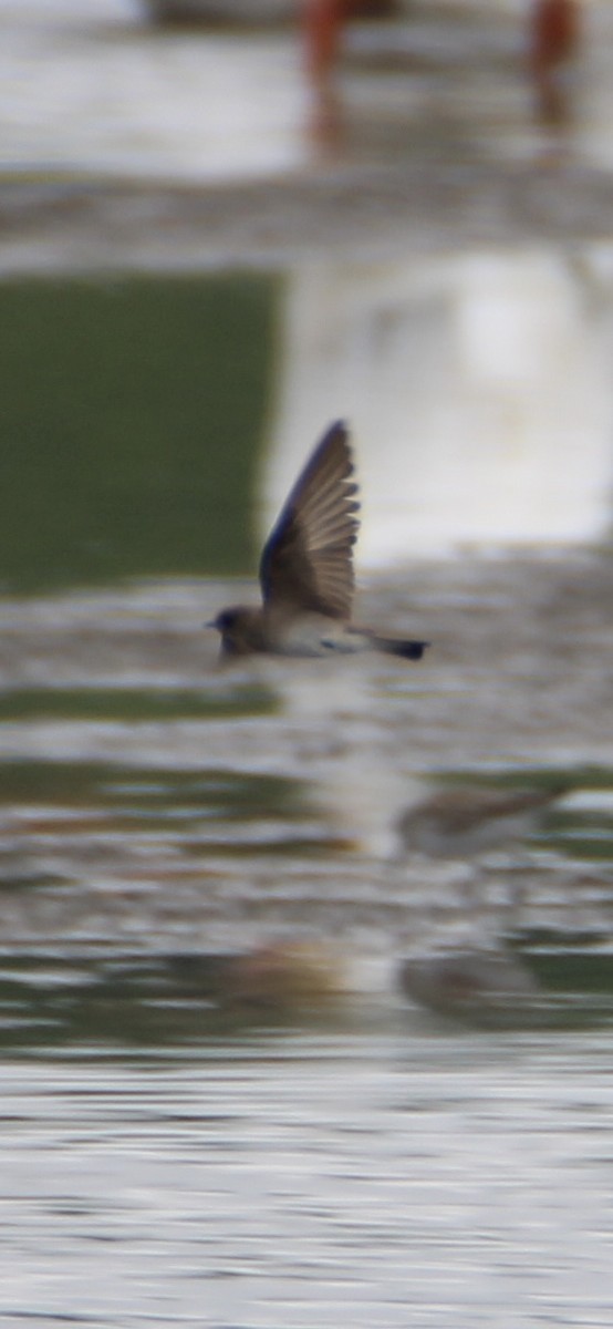 Northern Rough-winged Swallow - ML619600739