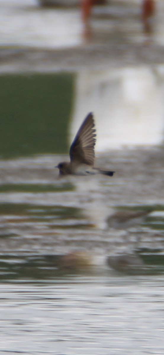 Northern Rough-winged Swallow - Ryan Giordanelli