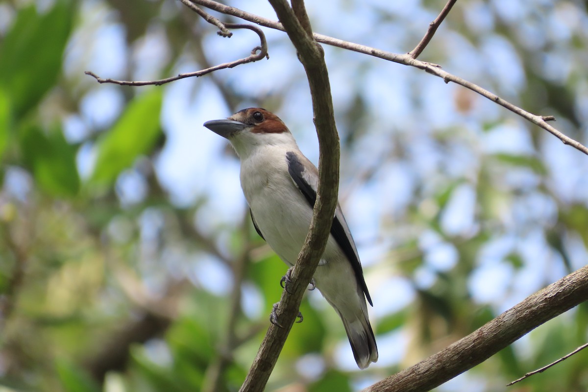 Black-crowned Tityra - David Brinkman