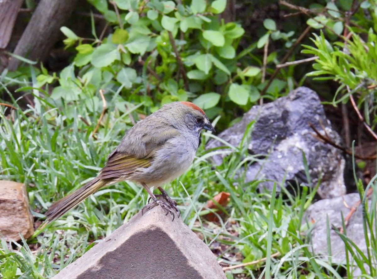 Green-tailed Towhee - Susan Ringoen