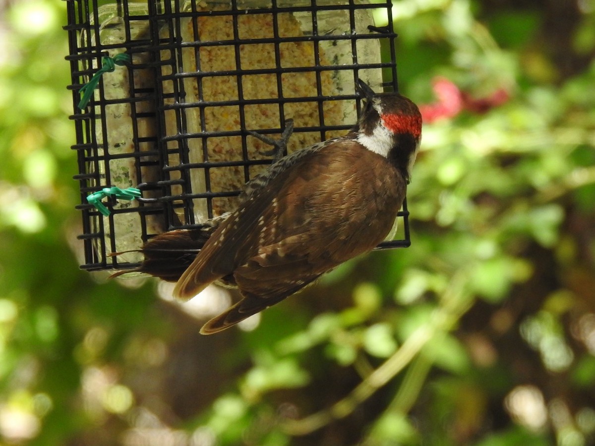 Arizona Woodpecker - Brian Johnson
