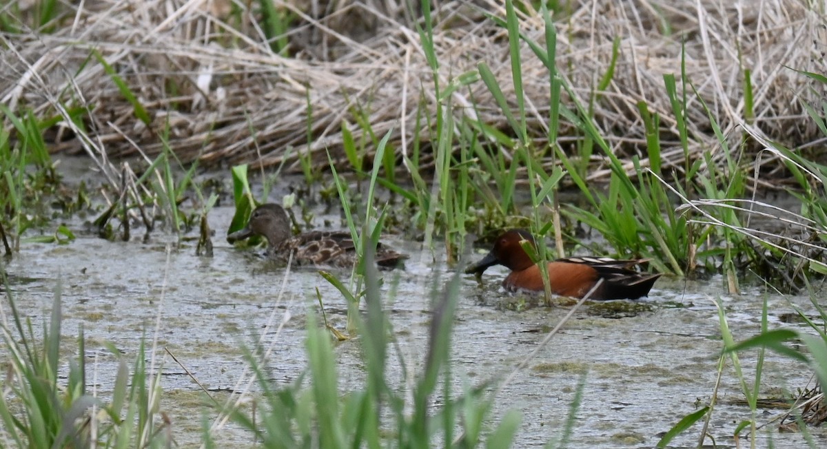 Cinnamon Teal - Steve Scordino