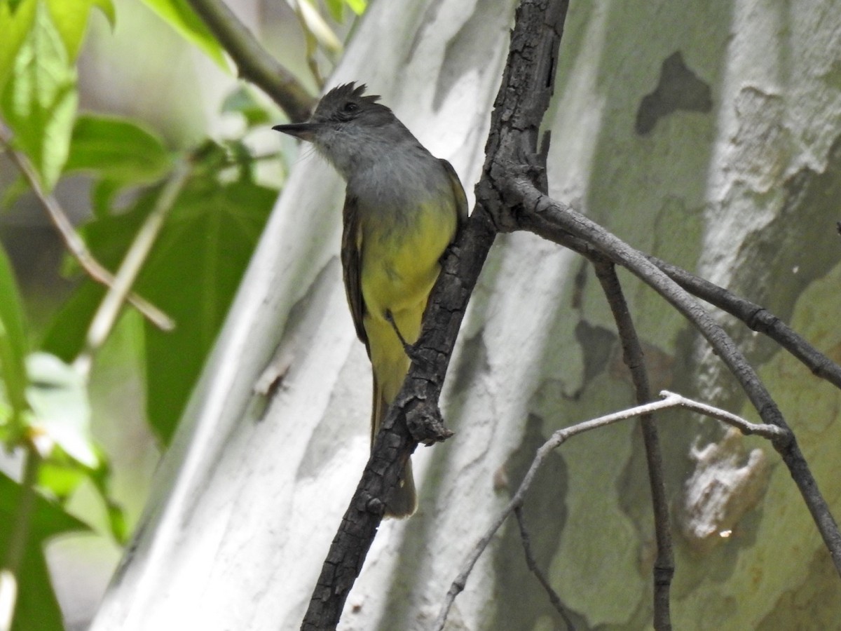 Dusky-capped Flycatcher - ML619600753