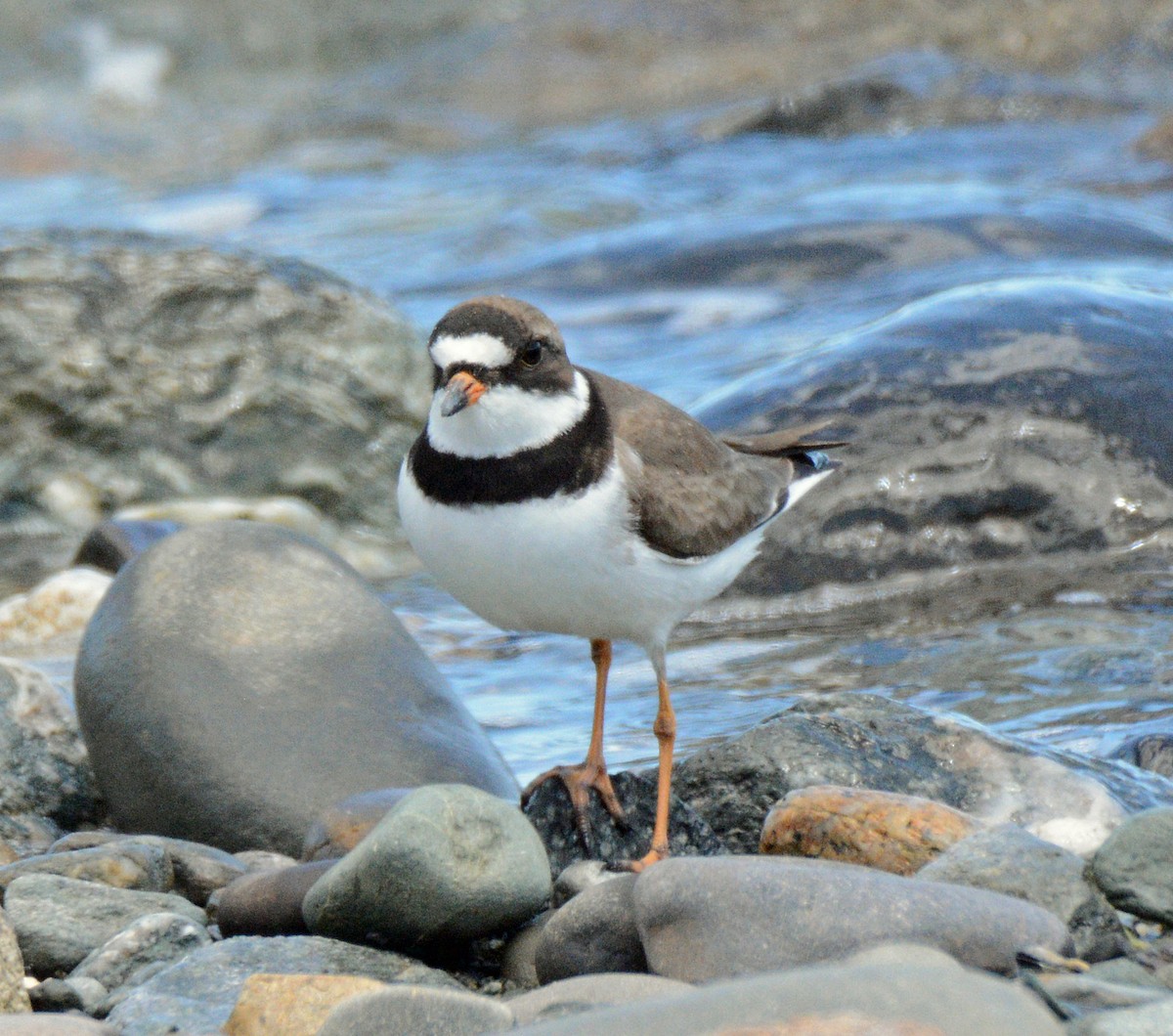 Semipalmated Plover - ML619600755