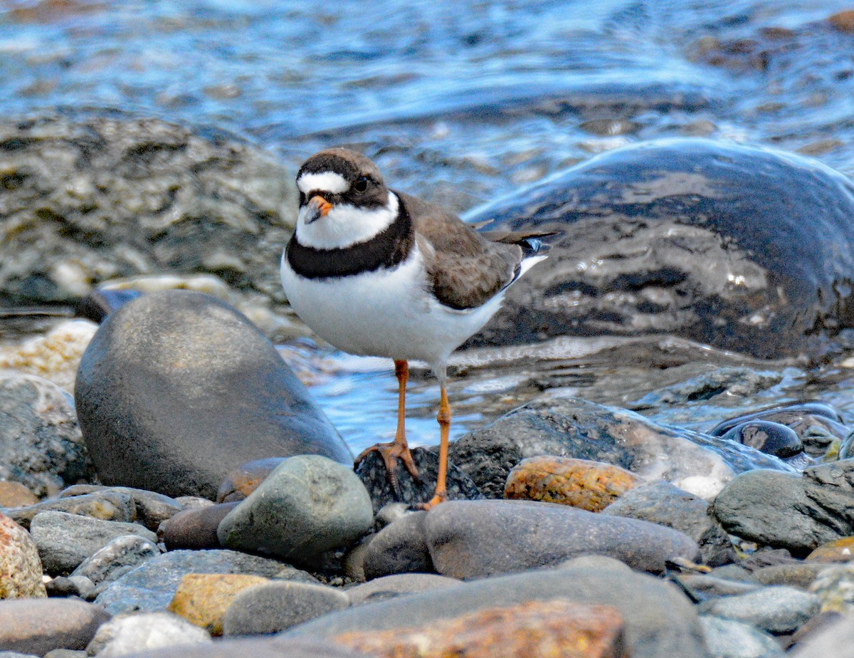 Semipalmated Plover - Michael J Good