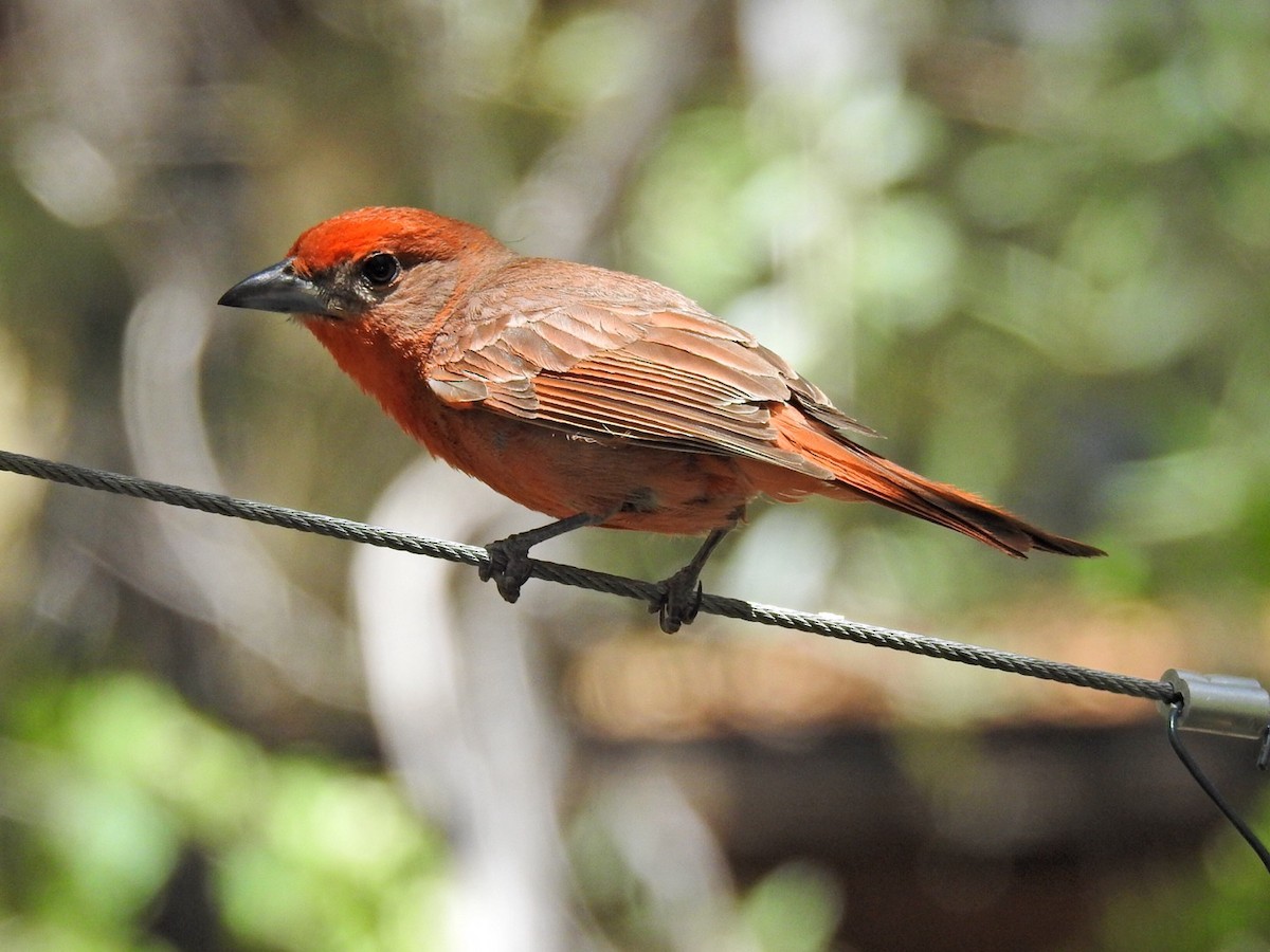 Hepatic Tanager - Brian Johnson