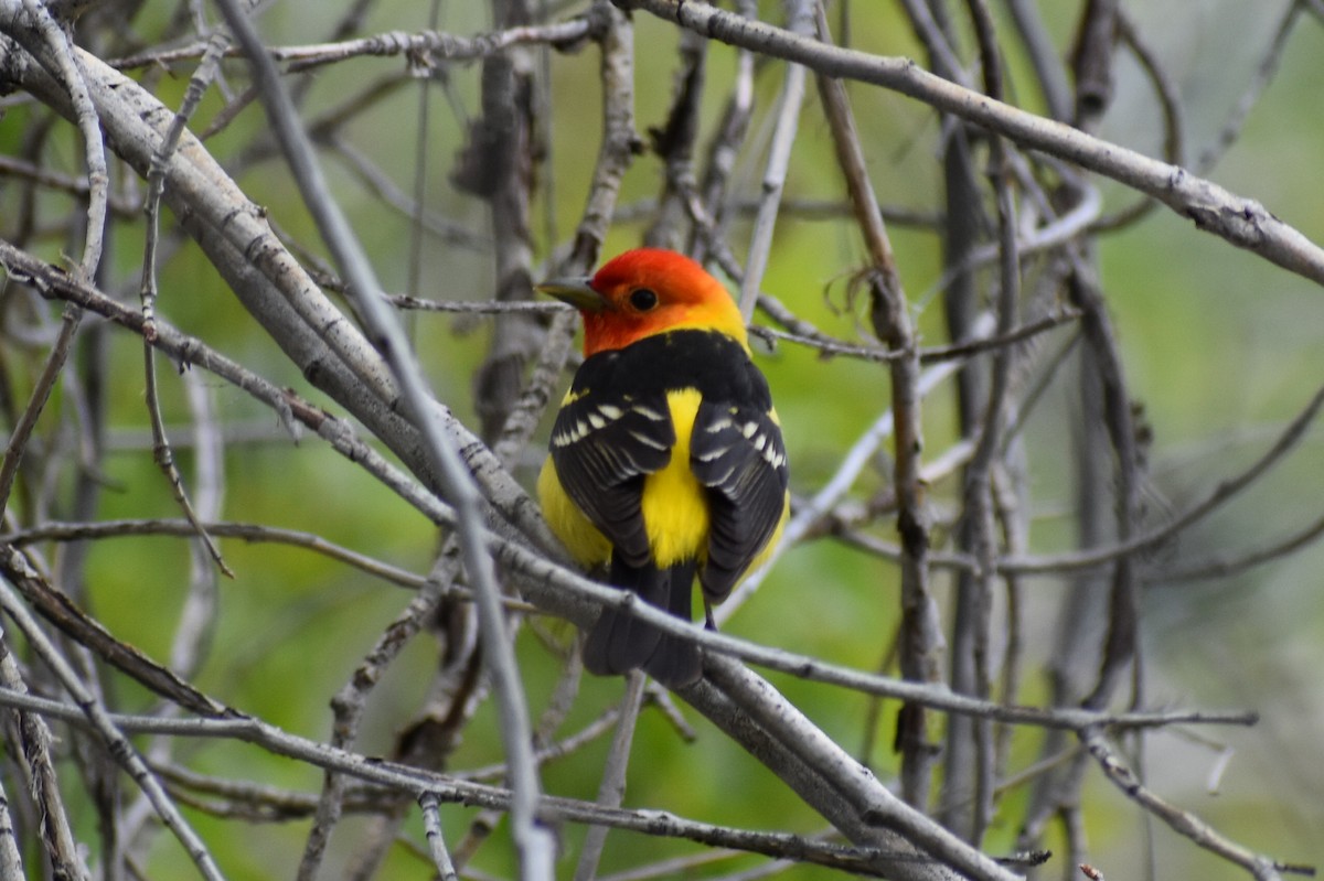 Western Tanager - Darren Hall