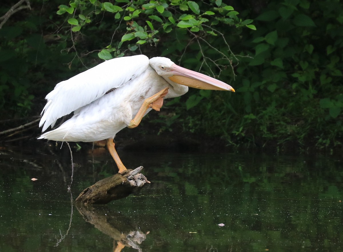 American White Pelican - ML619600772