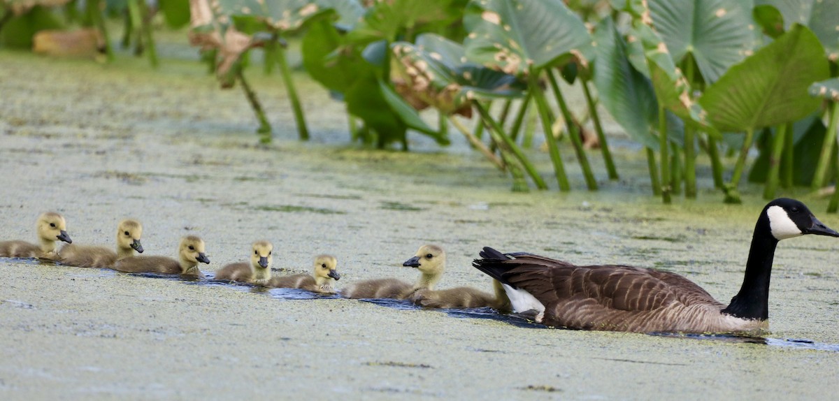 Canada Goose - Carla Morris