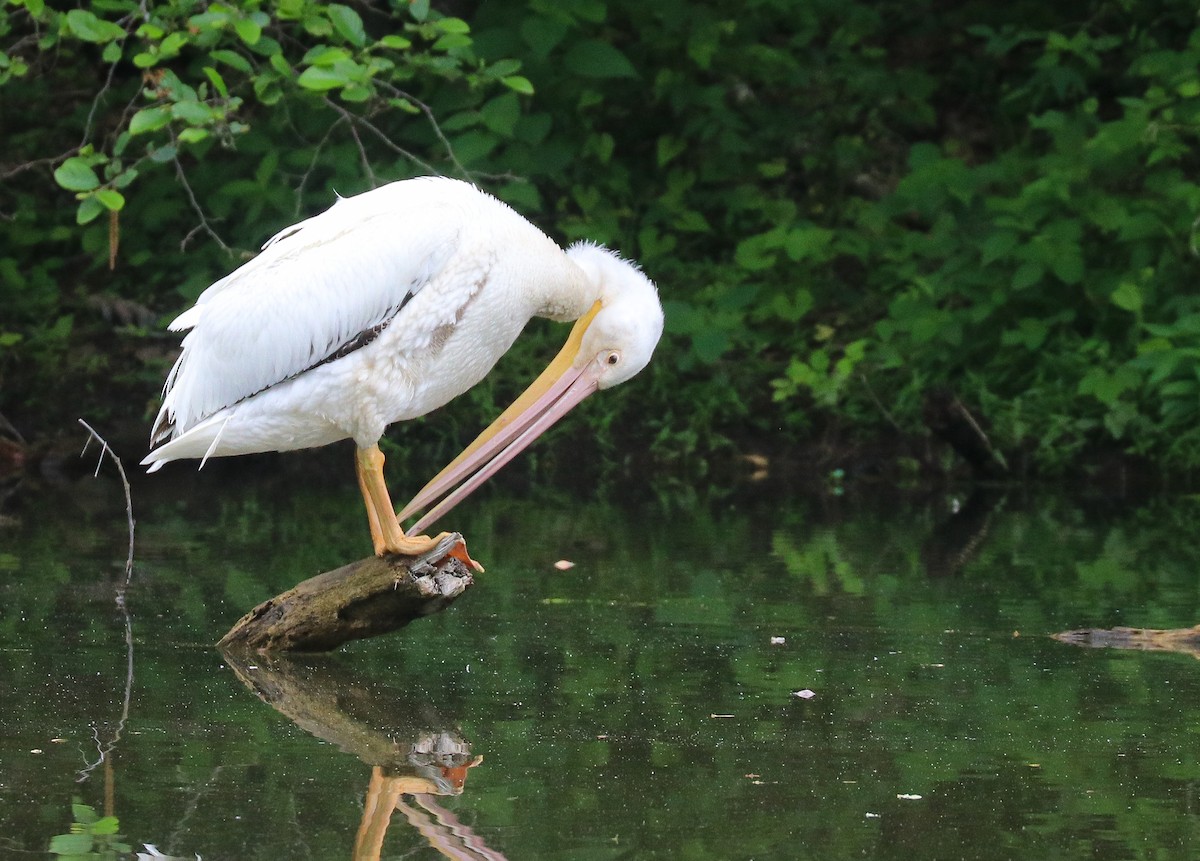 American White Pelican - ML619600774