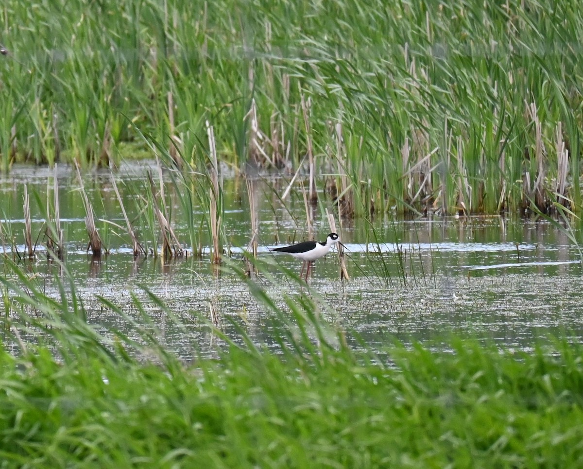 Schwarznacken-Stelzenläufer - ML619600779