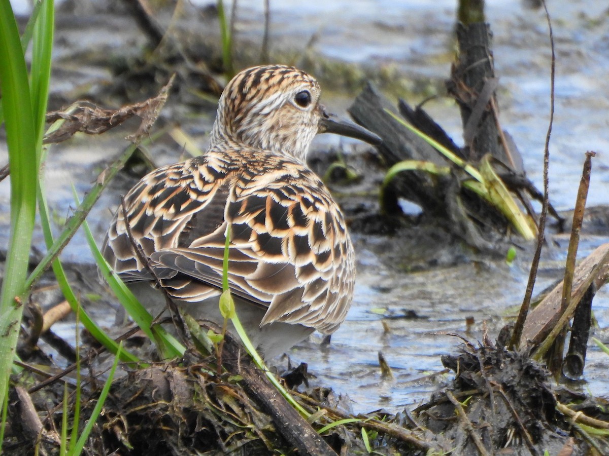 Pectoral Sandpiper - Peter Thompson