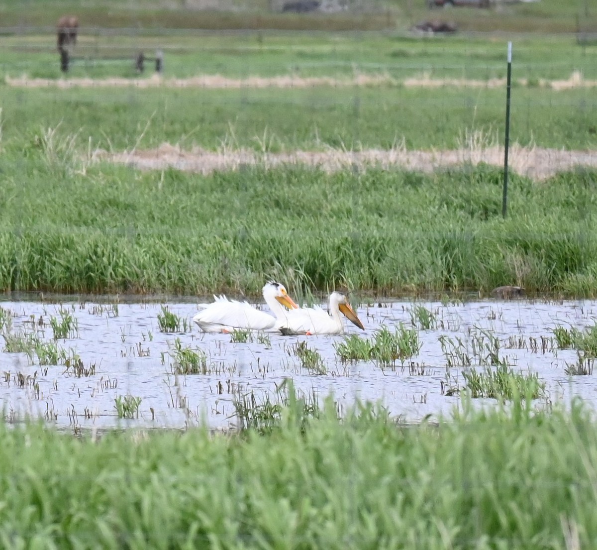 American White Pelican - ML619600788