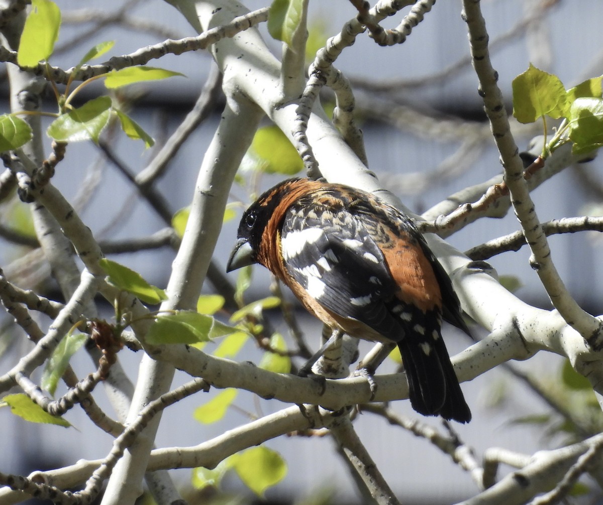 Black-headed Grosbeak - Susan Ringoen