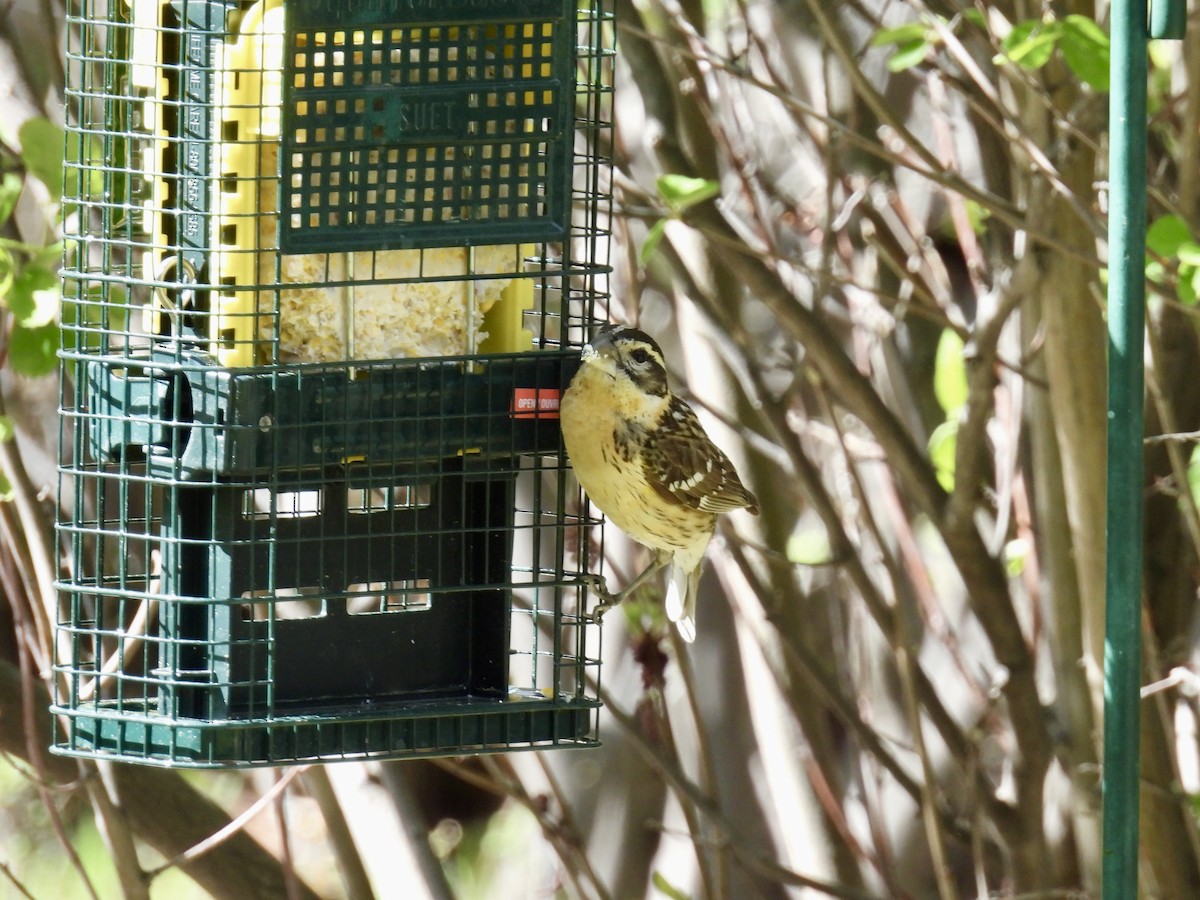 Black-headed Grosbeak - Susan Ringoen