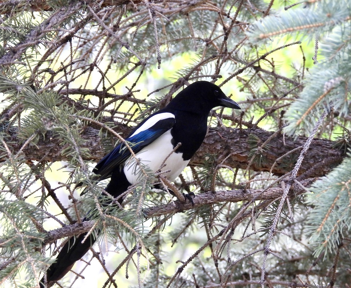 Black-billed Magpie - Susan Ringoen