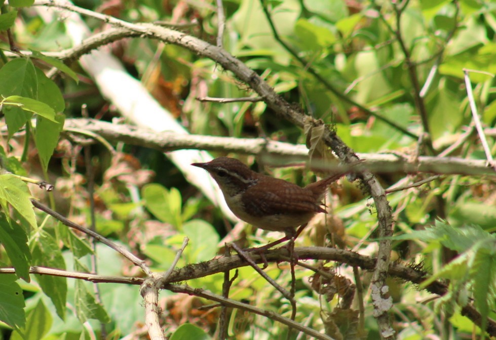 Carolina Wren - Deborah  Hansen