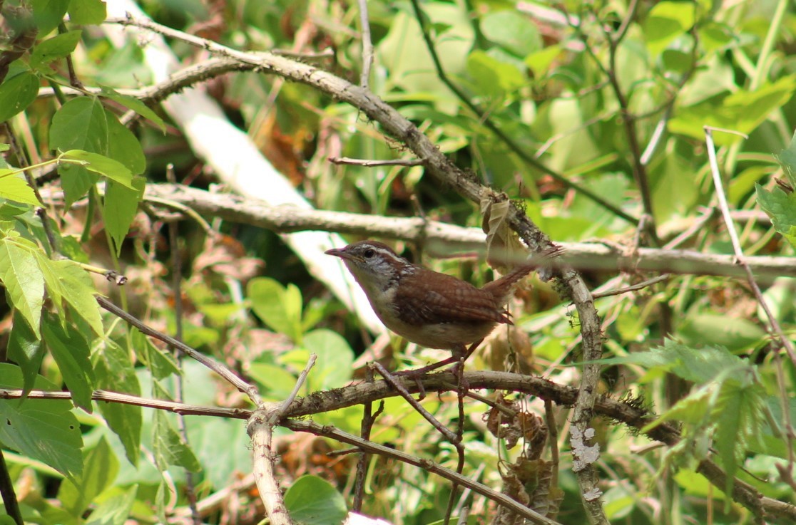 Carolina Wren - Deborah  Hansen