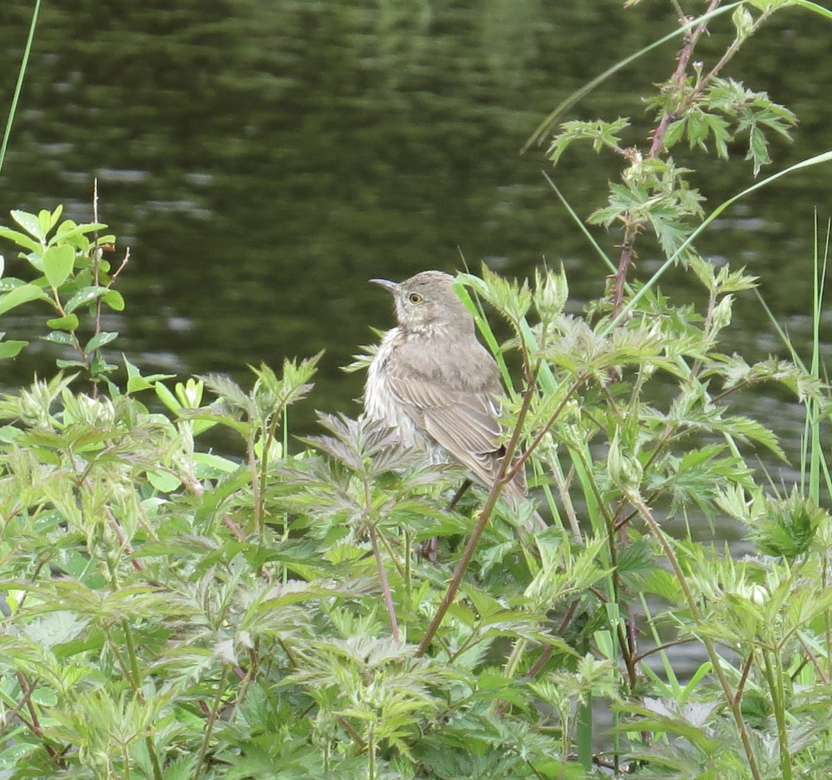 Sage Thrasher - Hilary Maguire