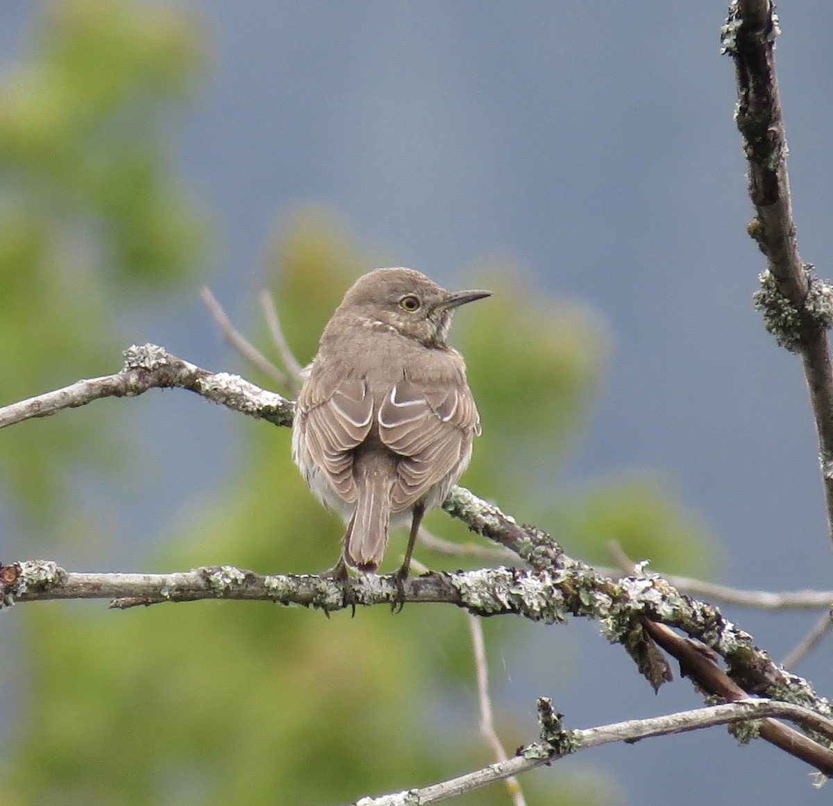 Sage Thrasher - Hilary Maguire