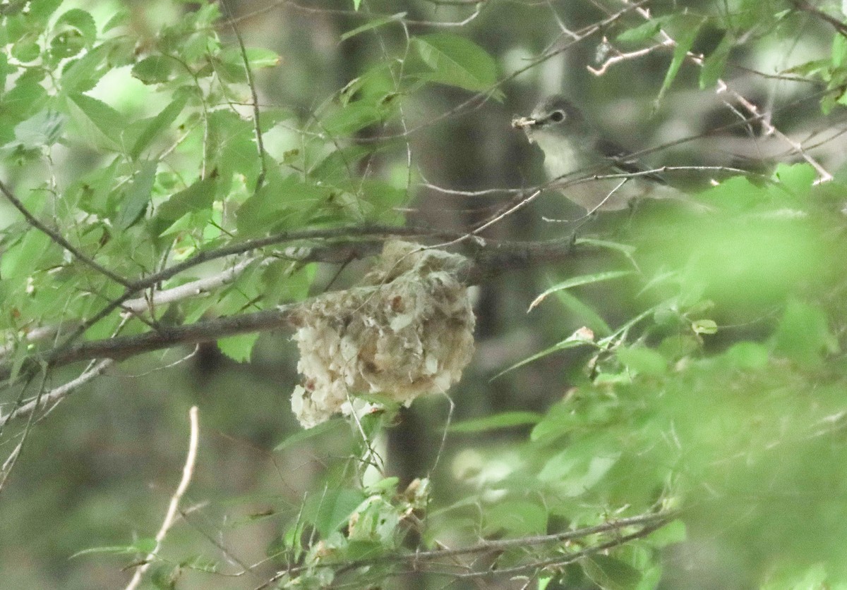 Plumbeous Vireo - ML619600812