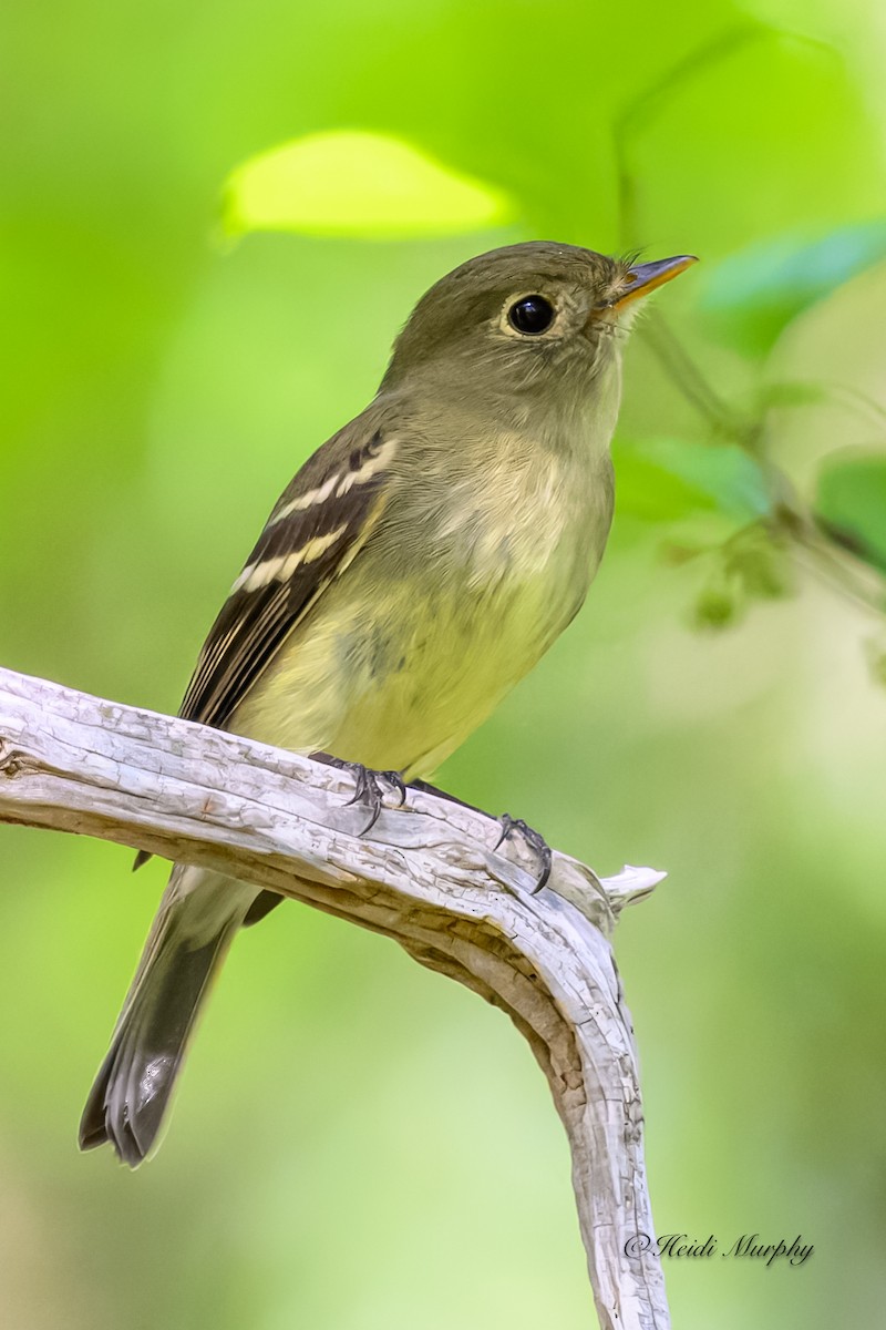 Yellow-bellied Flycatcher - Heidi Murphy