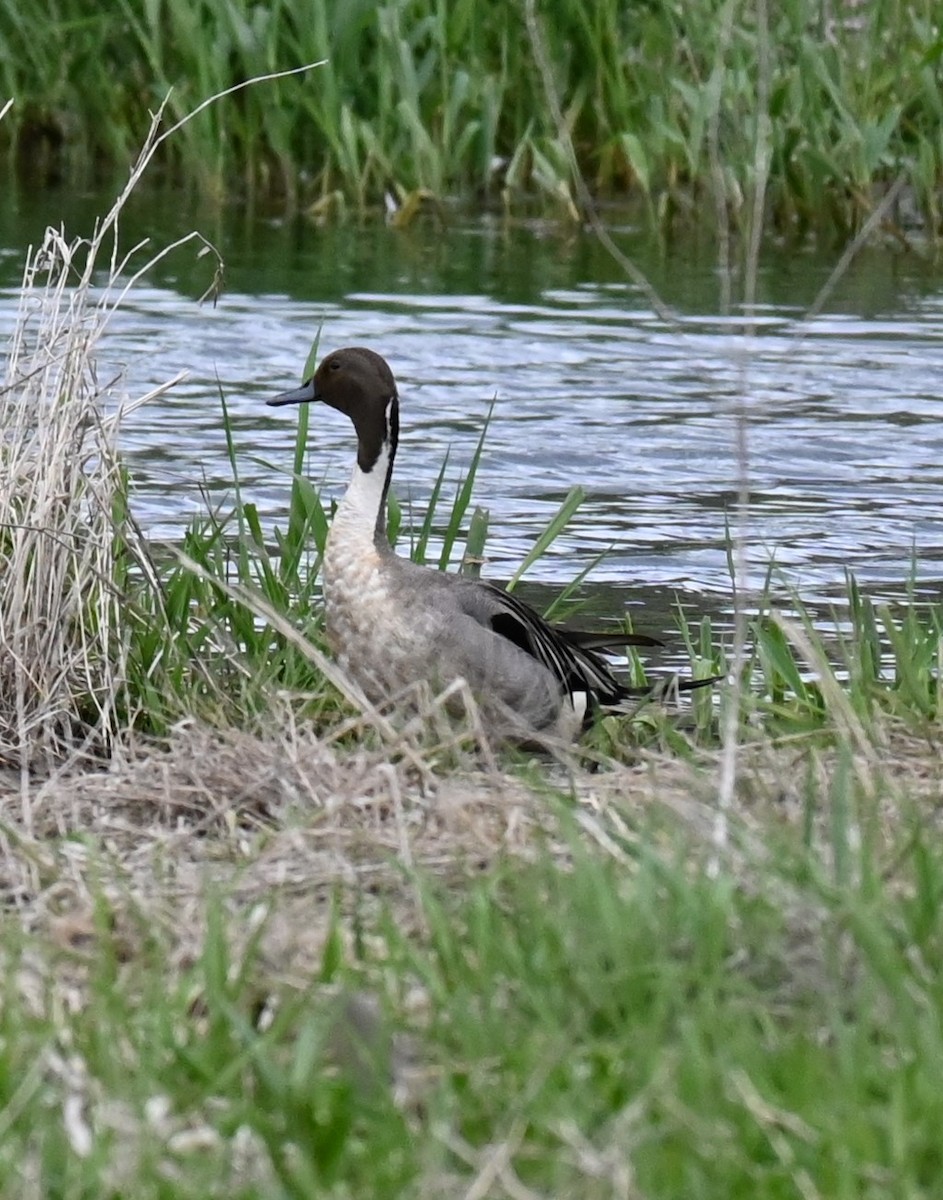 Northern Pintail - Steve Scordino