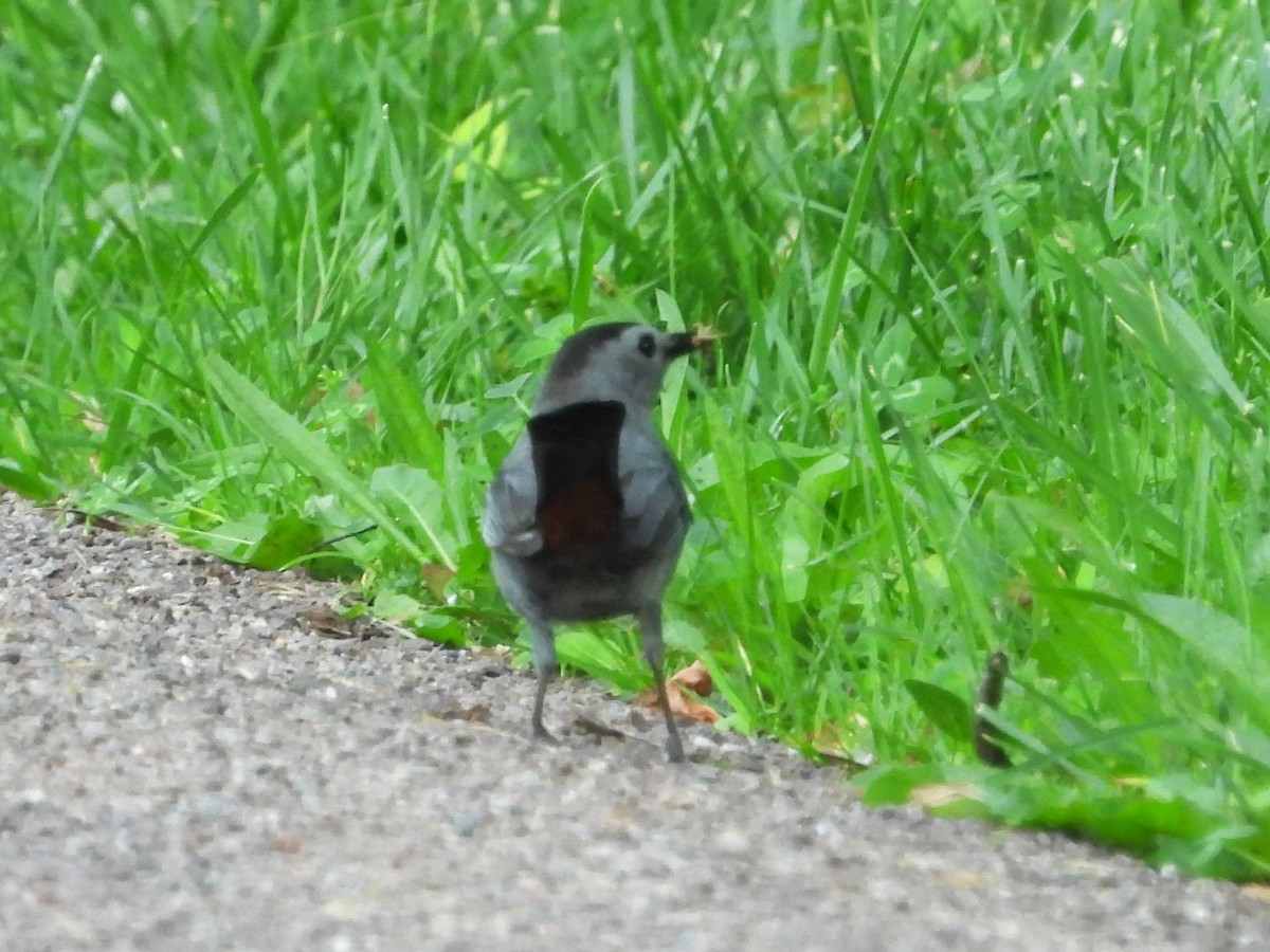 Gray Catbird - Bill Blauvelt