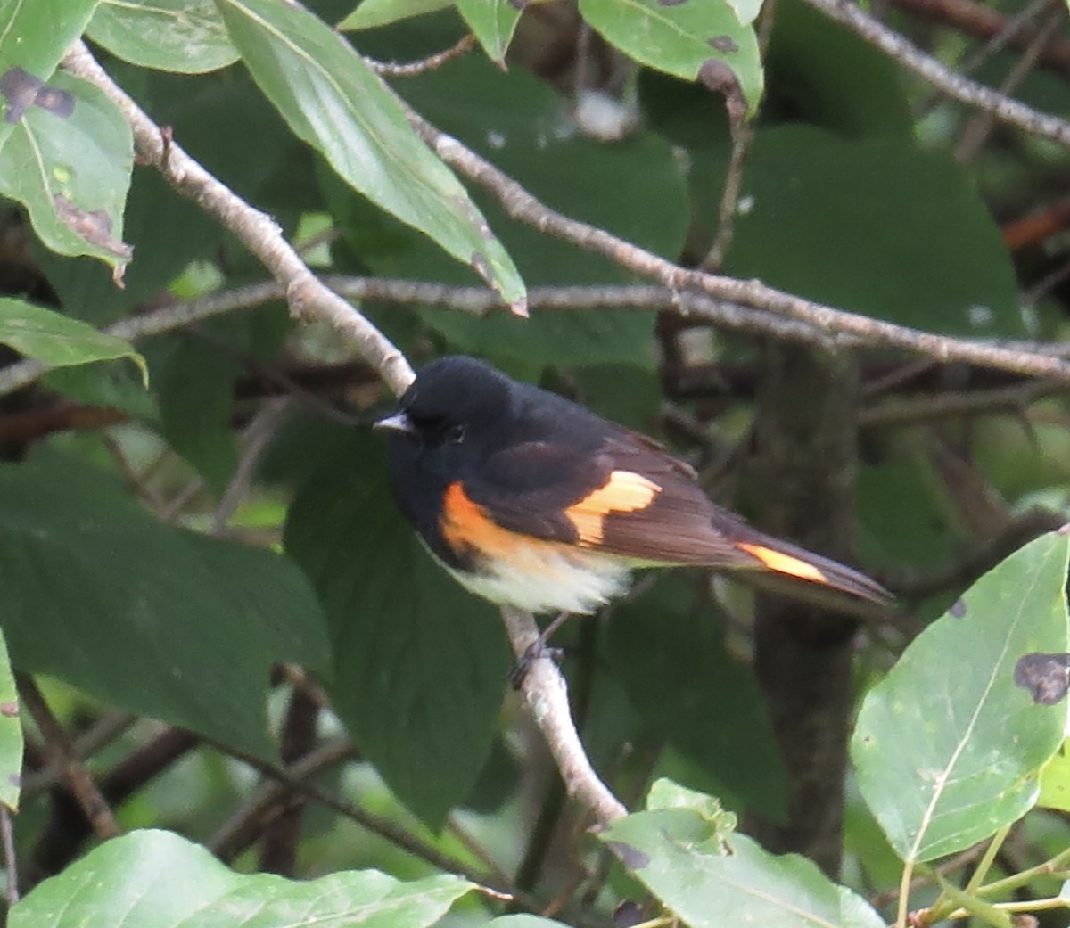 American Redstart - Hilary Maguire