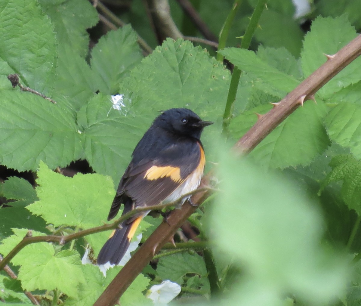 American Redstart - Hilary Maguire