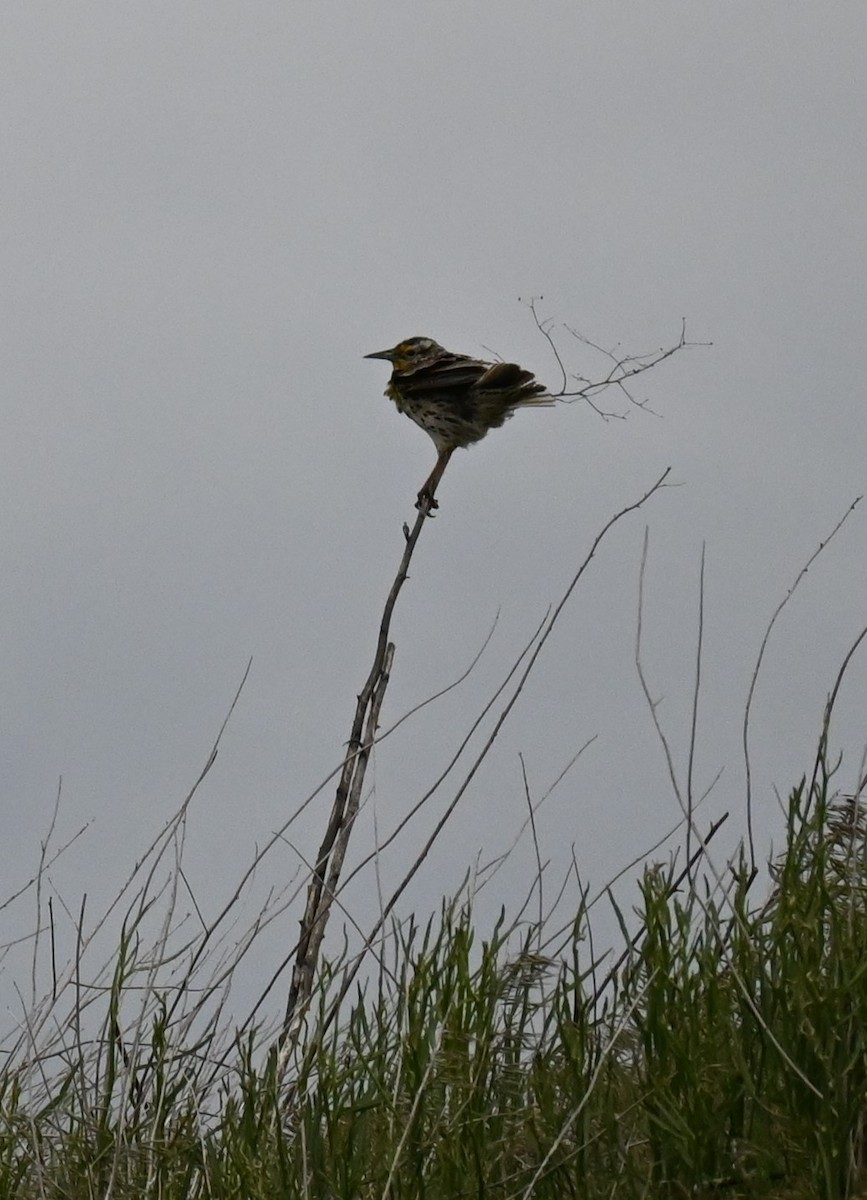 Western Meadowlark - Steve Scordino