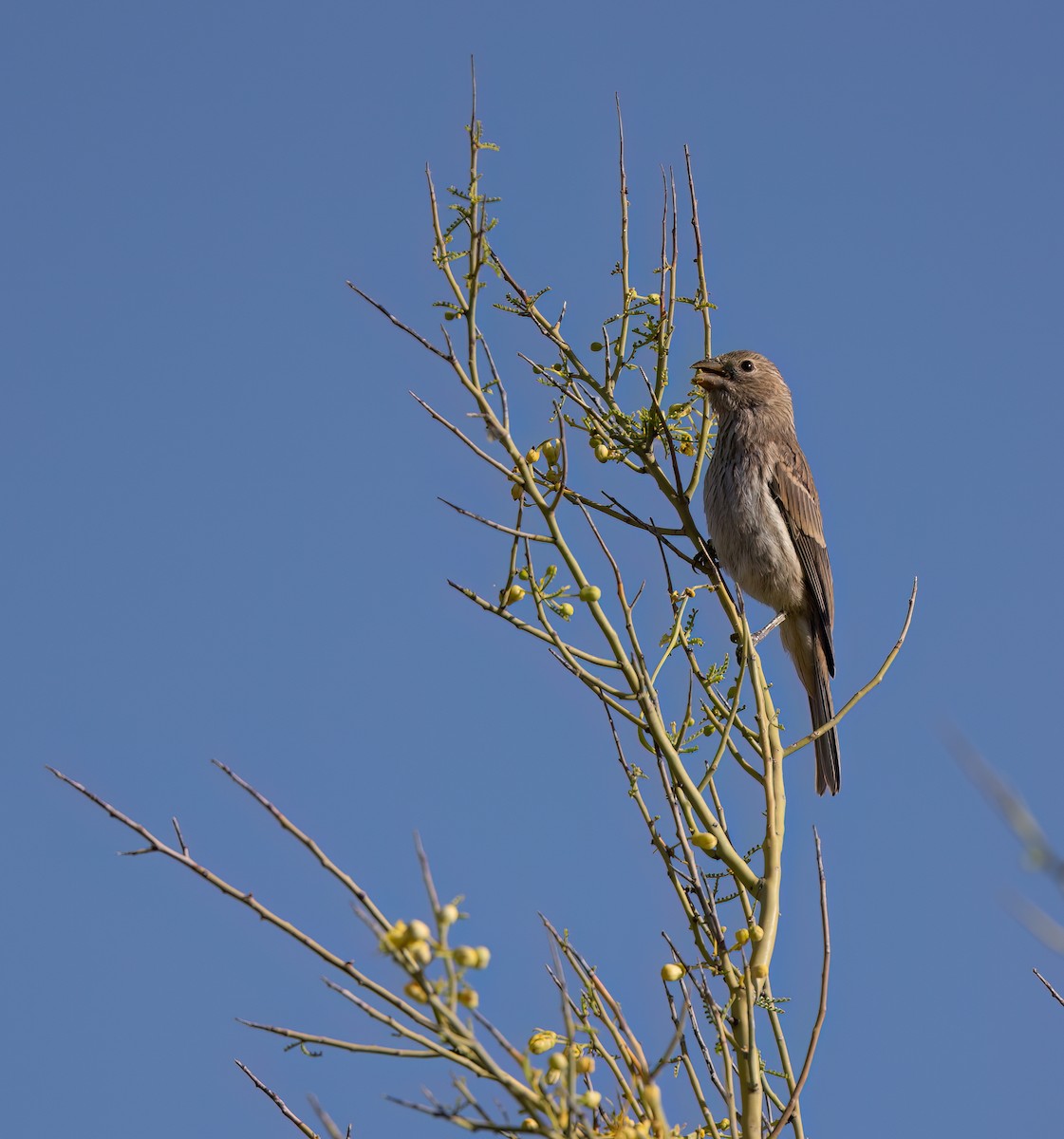 House Finch - Cristina Avila